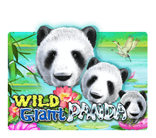 Wild-Giant-Panda